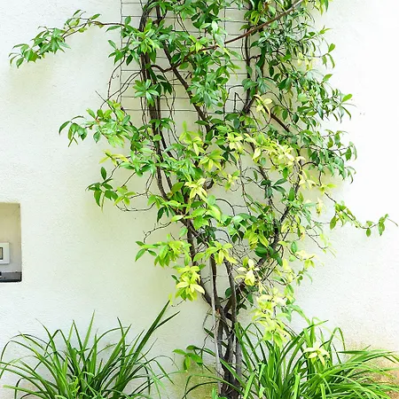 לינה וארוחת בוקר B&B Mondello Resort מונדלו